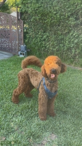 Goldendoodle Stud Listing Image