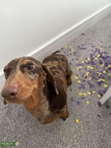 Miniature Chocolate Dapple KC Dachshund Listing Image