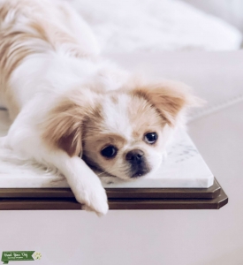 Japanese Chin Female in heat Listing Image