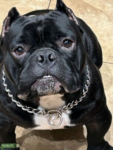 Bear The Exotic Bully 2yr Old Stud UKC Papers Listing Image