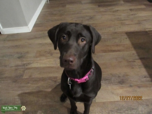 Chocolate Lab Listing Image