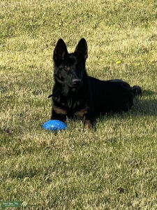 German Shepherd Listing Image