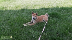 Sweet pure bred Shiba Inu Listing Image