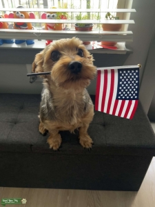 Big Yorkshire Terrier Stud Listing Image