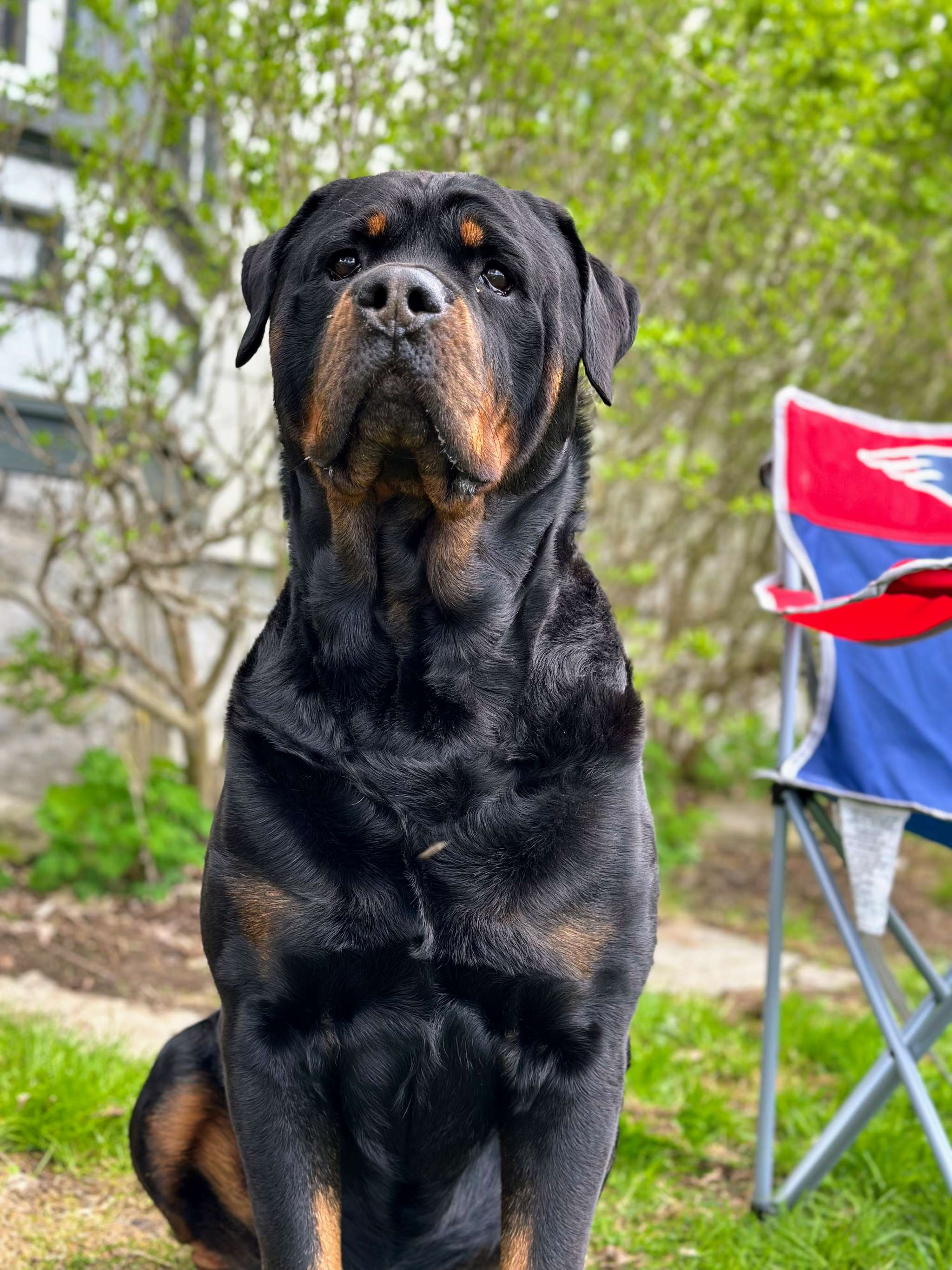 Champion Bloodline Rottweiler Stud - Stud Dog in Upstate New York ...
