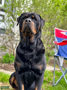 Champion Bloodline Rottweiler Stud Listing Image