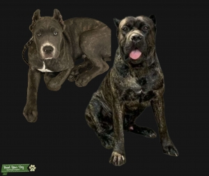 2 male corsos  Listing Image