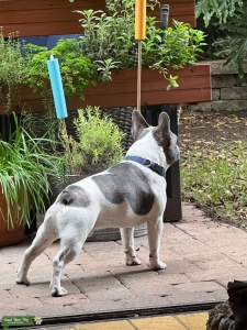 Pied Brindle French Bulldog Listing Image
