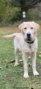 Yellow Labrador Listing Image