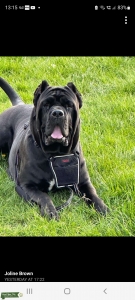 Neo mastiff  Listing Image