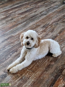 Purebred Genetically Cleared Toy Poodle Listing Image