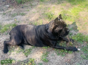 Cane Corso looking for a stud. Listing Image
