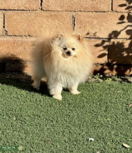 AKC Cream Pomeranian Stud Listing Image
