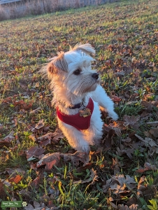 Poppy looking for Hypoallergenic Stud Listing Image