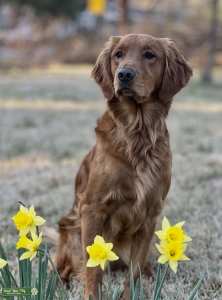 Petite Female Red golden retriever  Listing Image