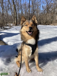 Blue eyed pomsky Listing Image