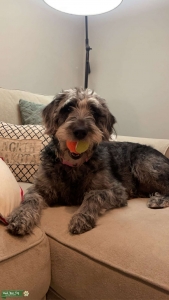 Labradoodle  Listing Image