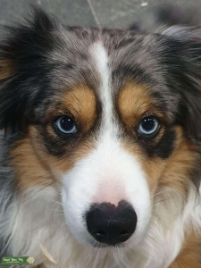 French Mini australien shepherd bleu color & bleu eyes ! Listing Image