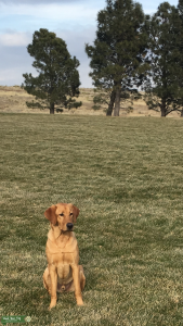 Gorgeous Fox Red Labrador stud- registered Listing Image