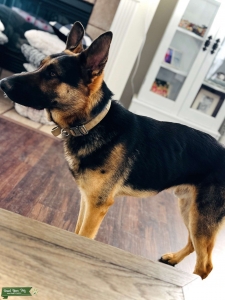 German Shepherd Listing Image