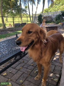 Golden retriever Florida  Listing Image
