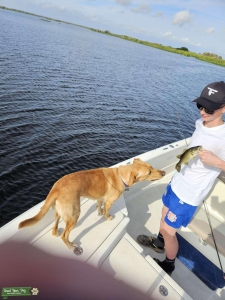 Red Labrador Retriever Listing Image