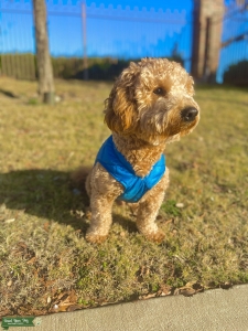 Mini Goldendoodle - Available for Stud services Listing Image