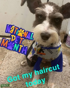 Miniature schnauzer  Listing Image