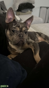 Blue Merle French Bulldog Listing Image