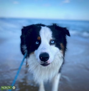 Blue Eye Australia Shepherd  Listing Image