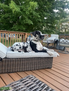 Great Dane Stud Listing Image