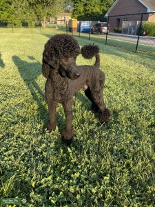 Black Standard Poodle Stud Listing Image