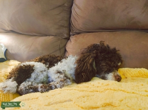 Chocolate and White toy poodle Listing Image