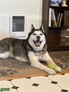 CKC Siberian Husky Female Listing Image