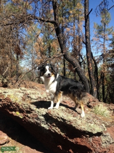Australian Shepard  Listing Image