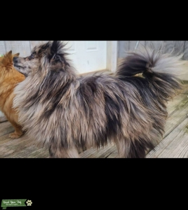 Blue merel Pomeranian 7 pounds Listing Image