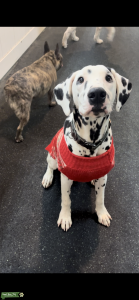 Dalmatian  Listing Image