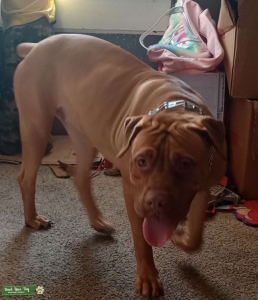 French mastiff cane Corso mix  Listing Image