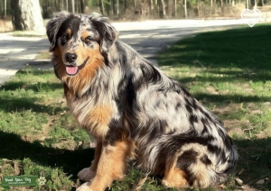Australian Shepherd Stud AKC ASCA Listing Image
