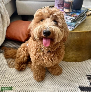 Handsome Mini Goldendoodle Boy Ready to Expand His Family Tree