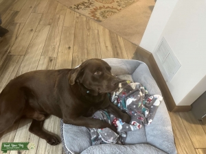 Lovable chocolate lab Listing Image