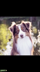 Australian Shepherd Stud Listing Image