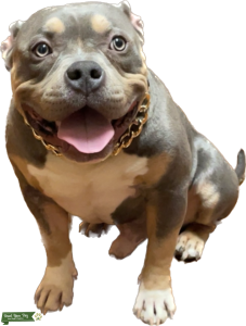 Tri American Bully Listing Image