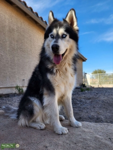 Large Siberian Husky Listing Image