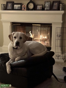 Good Boy Listing Image