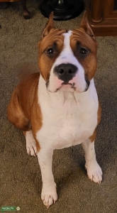 Male Amstaff Available in Ohio Listing Image