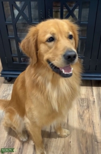 Golden Retriever Listing Image