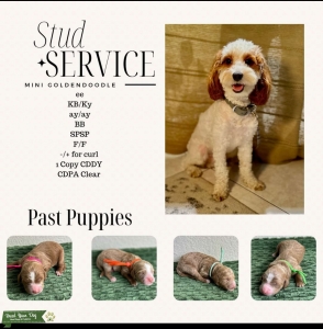 Mini Goldendoodle Listing Image