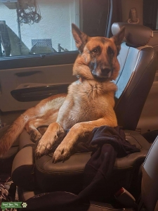CKC GSD Listing Image