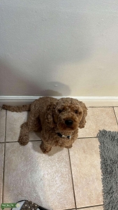 Cute Golden doodle male Listing Image